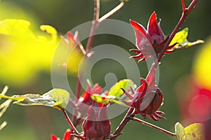 Red sorrel is a medicinal herb grown in the garden