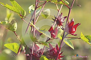 Red sorrel is a medicinal herb grown in the garden