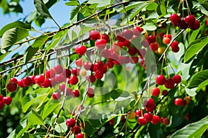 Red sour or tart cherries growing on a cherry tree.