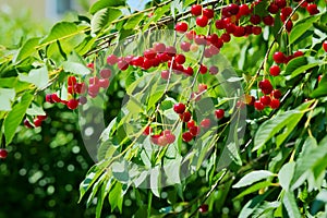 Red sour or tart cherries growing on a cherry tree.