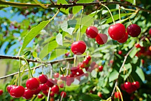 Red sour or tart cherries growing on a cherry tree.