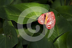 Red spadix Flower in the garden