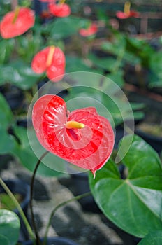 Red spadix flowers blooming