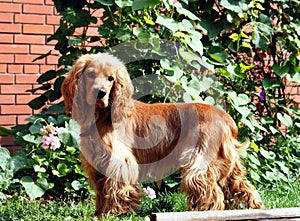 Red Spaniel hunting dog looks at the camera on the background of a green lawn