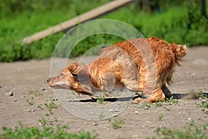 red spaniel quickly runs photo