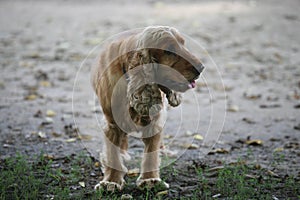 Red spaniel standing