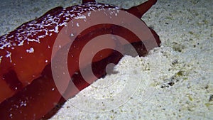 Red Spanish dancer nudibranch sea slug underwater on sandy bottom.