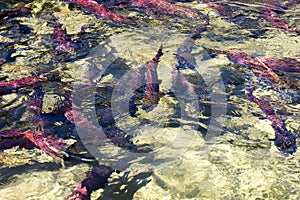 Spawning sockeye salmon photo