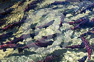 Spawning sockeye salmon photo