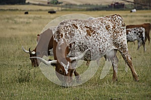 Texas Longhorn cow eating grass