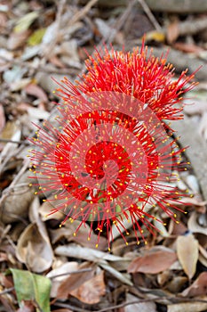 Red sphere flower(fireball lily)in Victoria Falls