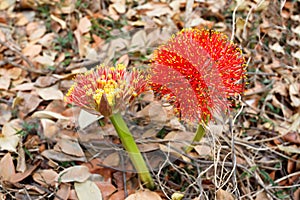 Red sphere flower(fireball lily)in Victoria Falls