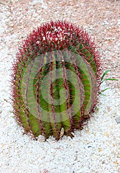 Red spherical cactus