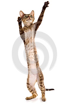Red sphynx tabby cat stands on its hind legs and plays isolated on white