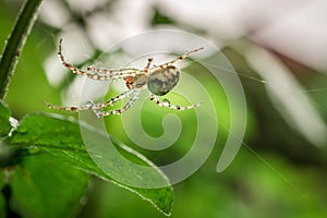 Red Spider in a cobweb with waterdrops. With Copy space.
