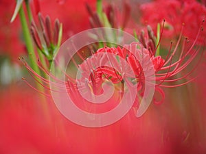 Red Spider Flower Lycoris Radiata