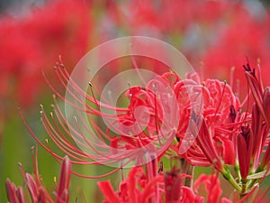 Red Spider Flower Lycoris Radiata