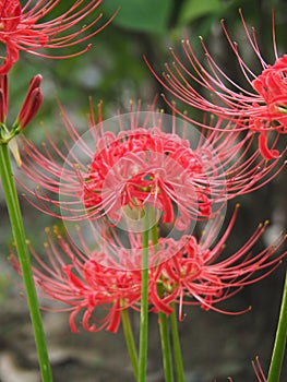 Red Spider Flower Lycoris Radiata