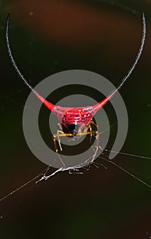 Red Spider (Gasteracantha arcuata)