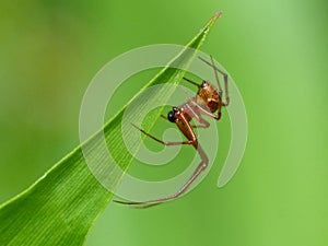 Red Spider On Grass Blade 1
