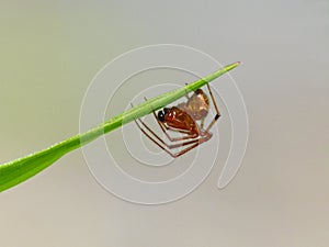 Red Spider On Grass Blade 2