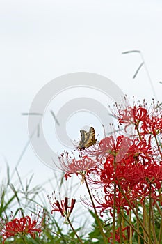 Red spider lilies with butterfly