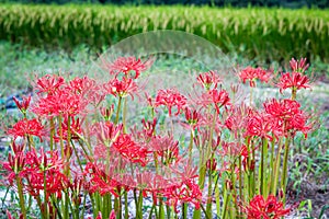 Red Spider Lily Patch