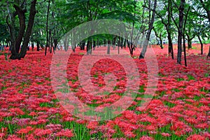 Red spider lilies at Manjyusyage Park