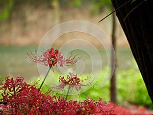 Red Spider Lily in Japan