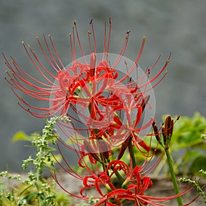 Red spider lily, Lycoris radiata photo