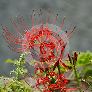 Red spider lily, Lycoris radiata