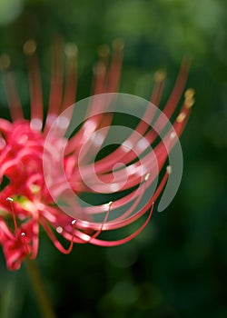 Red Spider Lily Stamen and Pistil