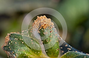 Red spider mite infestation on a strawberry crop