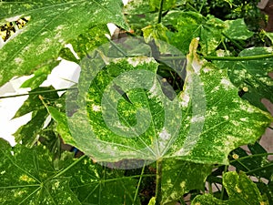 Red spider mite infested on plnat leaf