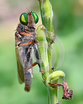 Rainbow robberfly