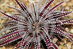 Red Spike Agave Aloe