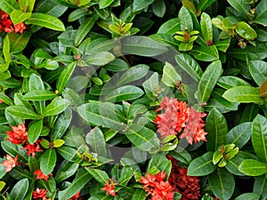 Red spike flower