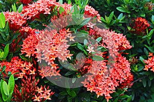 red spike flower or king Ixora blooming (Ixora chinensis