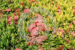 Red spike flower in nature  Common Name Ixora coccinea, Rubiaceae