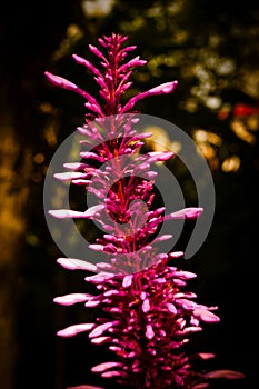 Red spike flower in the shadows of the park