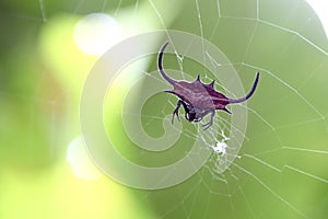 Red spiked orb weaver spider