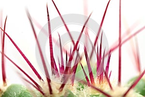 Red spikes of green cactus