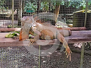 Red spiky iguana lizard sunbathing in the morning