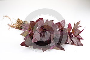 Red Spinach or Red Amaranth