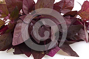 Red Spinach or Red Amaranth