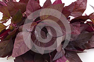 Red Spinach or Red Amaranth