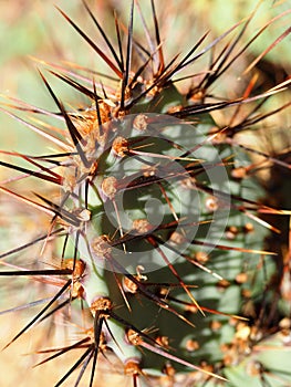 Red Spined Cactus Leaf