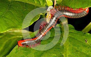Red Spined Millipede or Xenobolus carnifex , Coorg