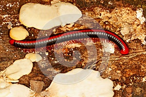 Red spined millipede, Xenobolus carnifex at Coorg in Karnataka, India. photo