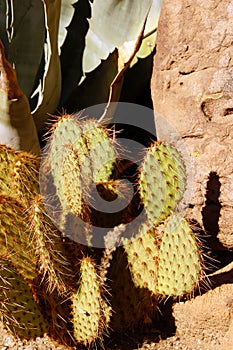 Red spined prickly pear opuntia, agave and other cactus